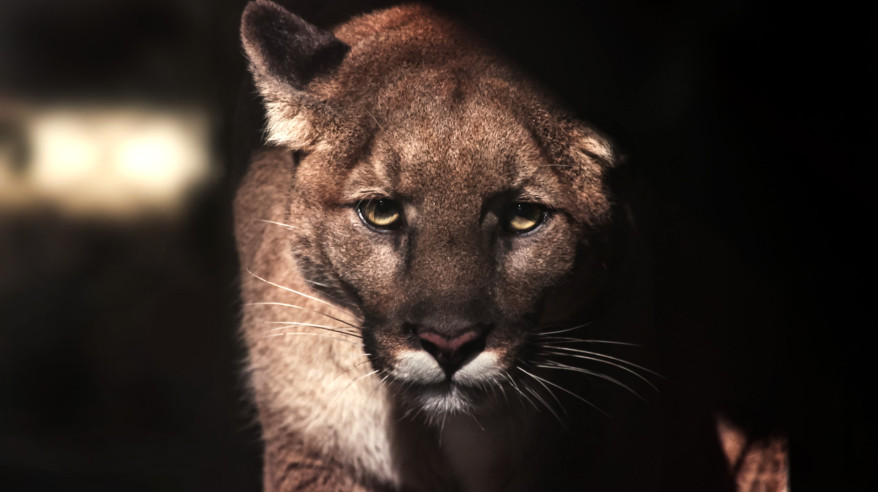 The Path of Puma-36